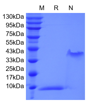 Recombinant Human Platelet-derived Growth Factor-BB